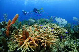 Turks and Caicos: An Underwater Dream 