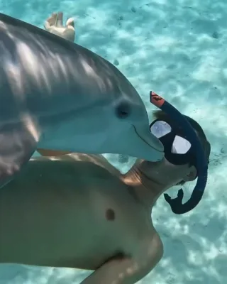 Turks and Caicos: Dolphins