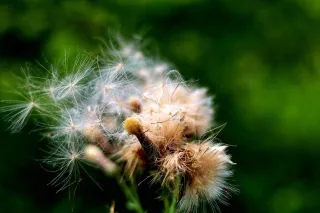 Best Weed Killer for Lawns: Your Guide to a Perfect Lawn