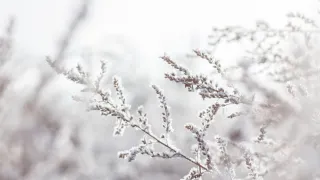 A Gentle Pause: Why the Week Before Christmas Feels Different in Grand Rapids