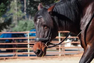 What Type of Exercise Suits Your Horse Best?