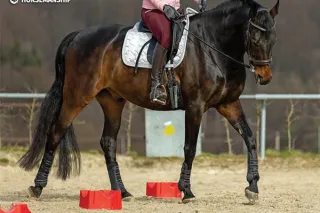 How Long Should I Train My Horse Daily?