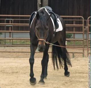 Designing a Fitness Plan That Actually Works for Your Horse