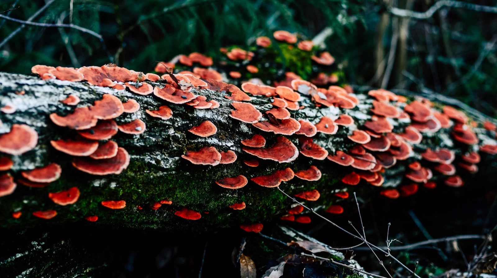 Adaptogenic Mushrooms: Remembering How to Breathe Again