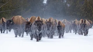 Lead Like a Buffalo: Harnessing Emotional Mastery to Overcome Challenges