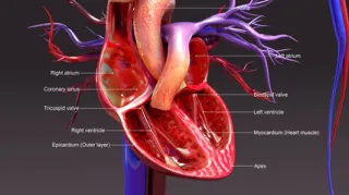 What Can Your Heart Rate Indicate About Your Health?