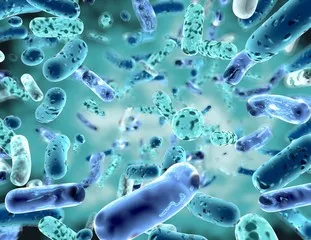 Probiotic Supplements: What You Need to Know About the Good Bacteria in Your Gut