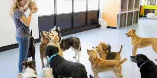 Affordable and Cheapest Pet Daycare in Las Vegas