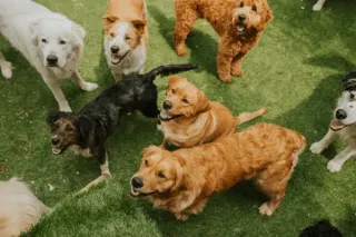 How Pet Daycare in Las Vegas Can Help with Pet Separation Anxiety
