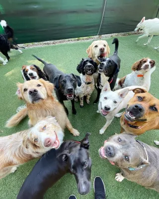Best Places for Pet Daycare in Las Vegas: Our Recommendations