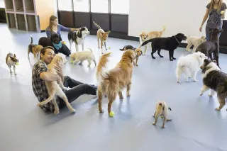 Luxury Pet Daycare in Las Vegas: Premium Services and Amenities
