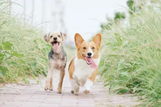 The Ultimate Guide to Boarding Kennels for Dogs in Northwest Las Vegas, NV