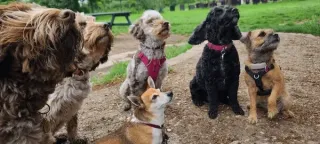 Eco-Friendly Pet Daycare Centers in Las Vegas