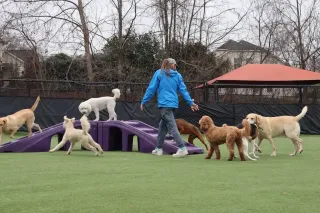 Dog Boarding in Las Vegas, Nevada: The Complete Guide to Premium Pet Care