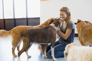 The Best Pet Daycare Centers with Webcam Access in Las Vegas