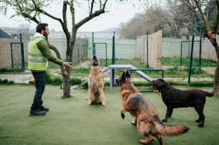 Why Fall Is the Perfect Time for Pet Boarding and Daycare