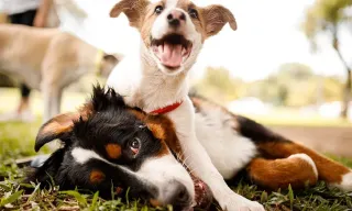 Tips for a Healthy Dog