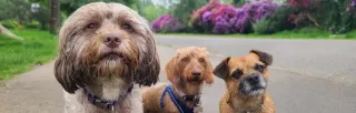 Dog Boarding in North Las Vegas, NV: Your Essential Guide to Quality Care