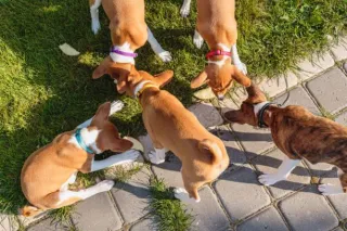 Pet Daycare for Long-Term Stays: Options in Las Vegas