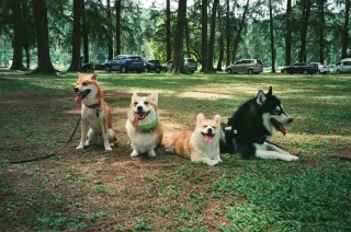 Pet Daycare and Grooming Services in Las Vegas: A Perfect Combination