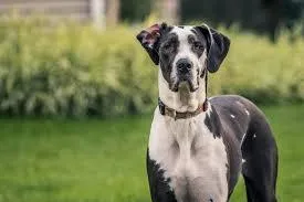 Dog Boarding for Large Breeds: What to Look for in Las Vegas