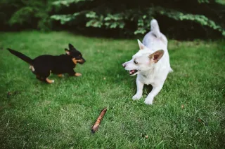Introducing Your Pet to Daycare: Steps for a Smooth Transition