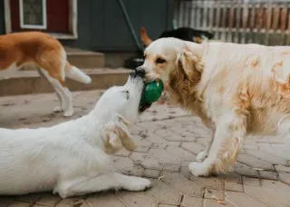 How to Tell If Your Dog Loves Daycare (And What to Do If They Don’t)