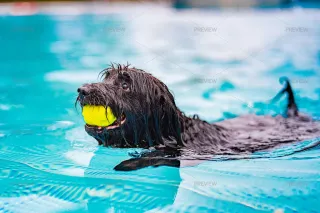 Seasonal Tips for Pet Daycare in Las Vegas: Summer and Winter Considerations