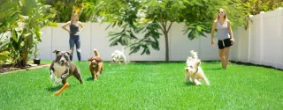 Pet Daycare for Special Needs Pets in Las Vegas