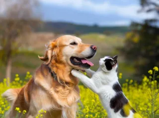 The Health Benefits of Dogs Making Friends