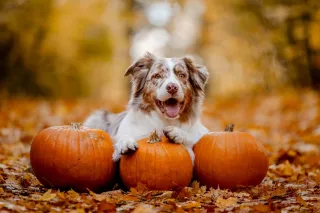 Thanksgiving Safety Tips for Pets: Keep Your Furry Friends Safe This Holiday
