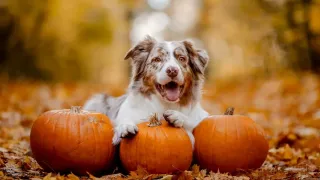 Celebrate Thanksgiving With Your Dog: A Guide to Stress-Free Boarding and Daycare