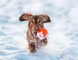 How to Keep Your Dog Safe in Winter: A Complete Seasonal Guide for Pet Owners