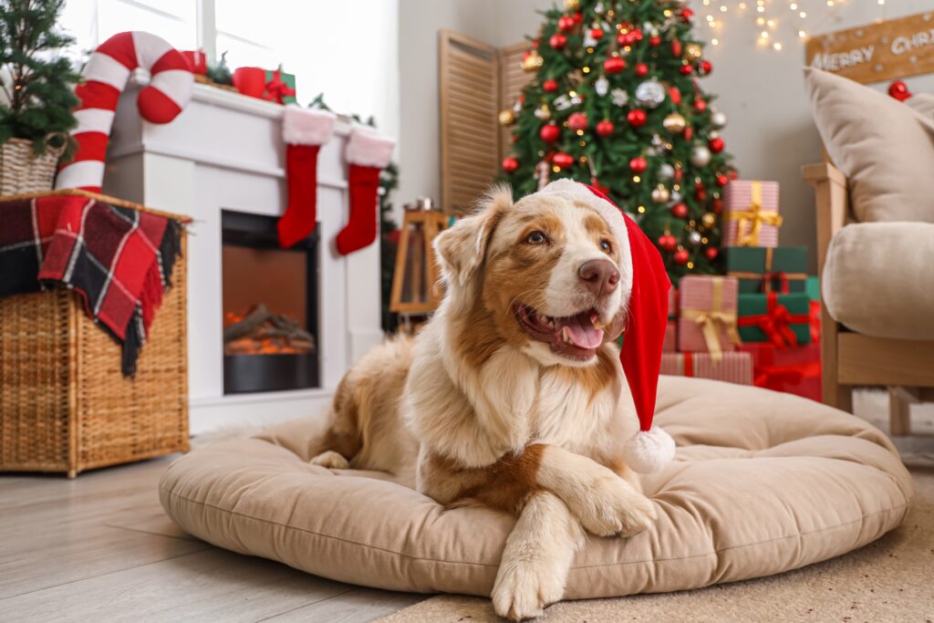 Christmas Dog Boarding and Daycare: How to Keep Your Dog Calm, Safe, and Happy During the Holidays