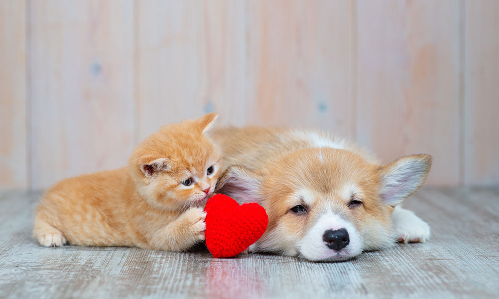 How to Show Your Pet Some Love This Valentine’s Day