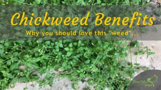 Chickweed Benefits Skin, Lungs, Weight loss, and Vibrant Health.