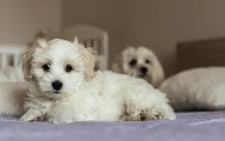 Puppy vs Adult Maltese Grooming Routines: What Changes Over Time
