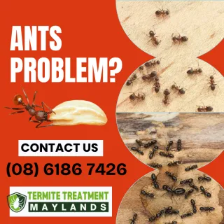 Ants in your office space