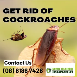 How do you get rid of cockroaches?