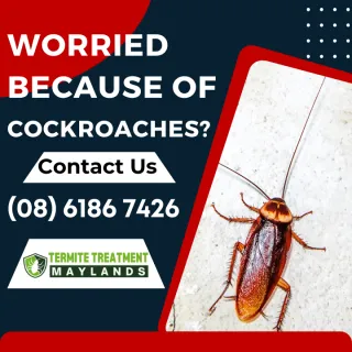 The lowdown on German Cockroaches