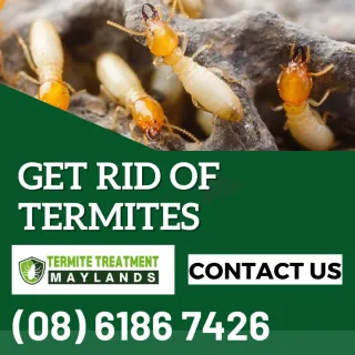 Termite Tunnels