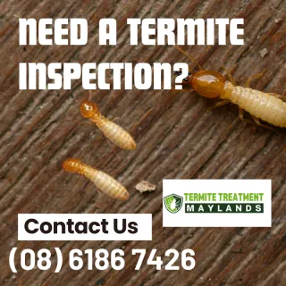 How Often Should A Termite Inspection Be Done?