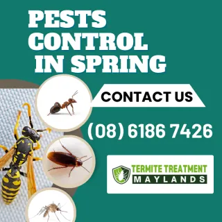 Spring Allergies & Pests