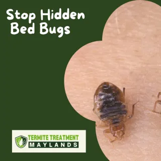 Unseen No More: Eliminate Hidden Bed Bugs Before They Bite