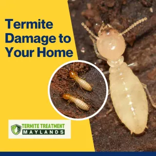 How much damage can Termites do to your Home?