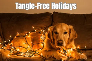 How to Properly Store Christmas Lights: A Triad Christmas Lights Guide for Greensboro, Winston-Salem & High Point Homeowners