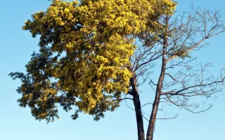 Key Signs of Tree Health Issues to Watch Out For