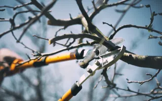 Top Tree Cutting Tips for the Treasure Valley | Priceless Tree Care