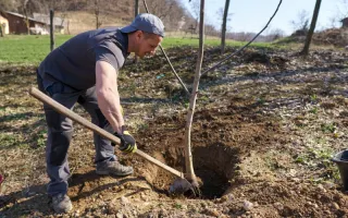Expert Tree Removal Services in Nampa for Peace of Mind
