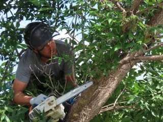ISA Certified Arborists: Safe Tree Removal for Homeowners | 2025 Guide